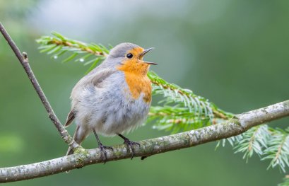 Quand les oiseaux doivent chanter autrement