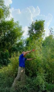 mesure-plant-cannabis-inde-2021