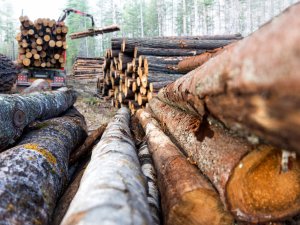 exploitation-forestiere