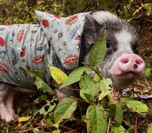 praline-truie-truffiere