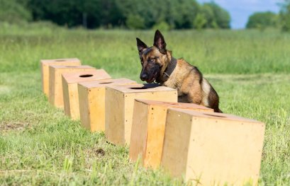 Grâce à la chimie : améliorer l’entraînement des chiens détecteurs de cadavres