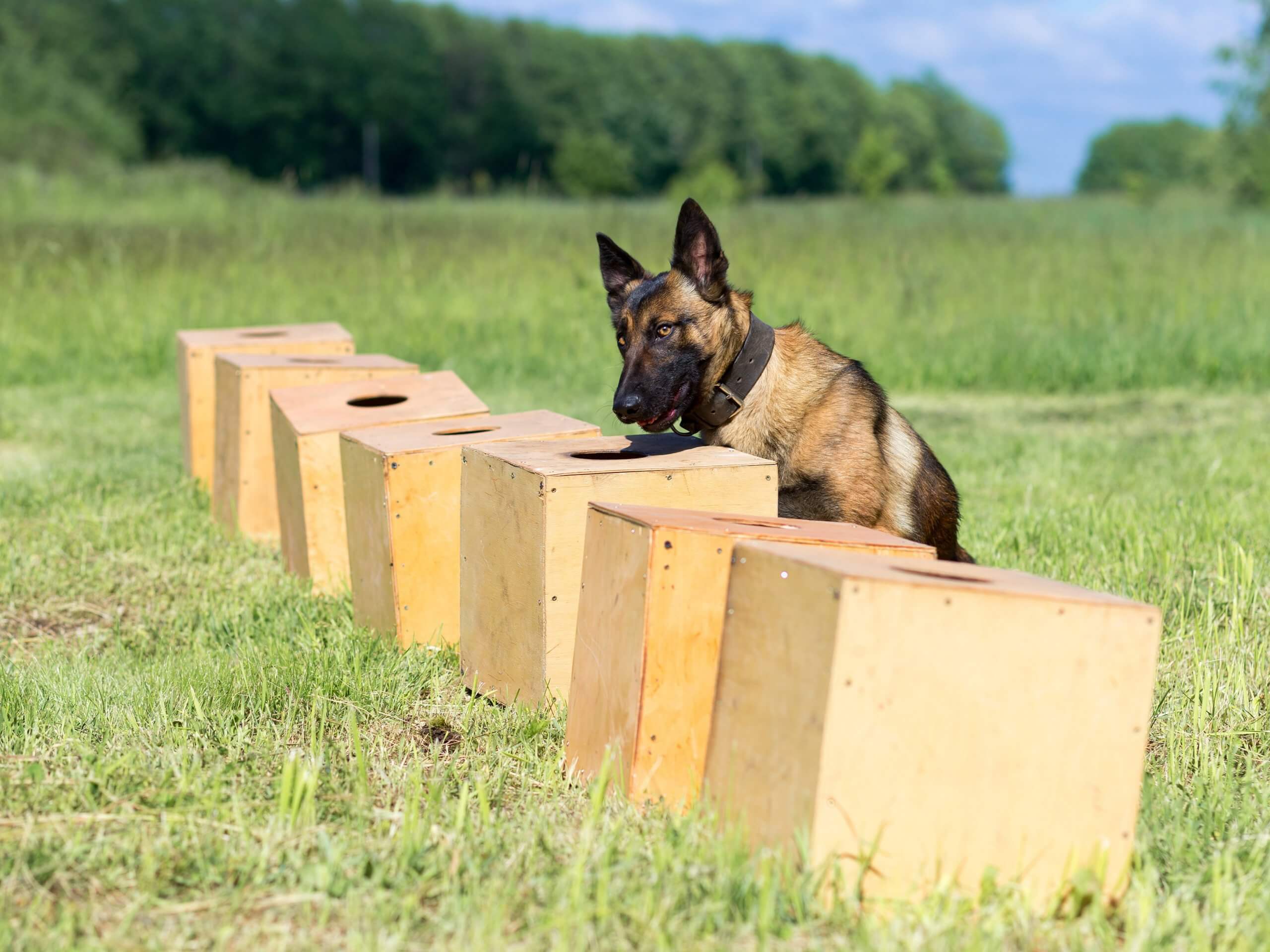 Grâce à la chimie : améliorer l’entraînement des chiens détecteurs de cadavres