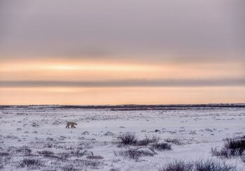 Arctique en mutation : l'invasion silencieuse des arbustes et ses conséquences climatiques