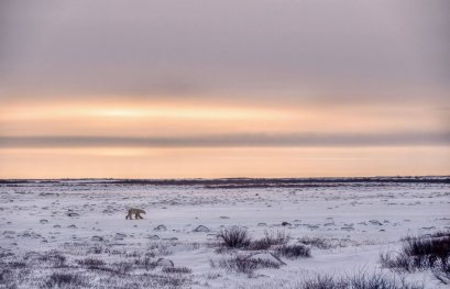 Arctique en mutation : l'invasion silencieuse des arbustes et ses conséquences climatiques