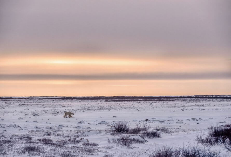 Arctique en mutation : l'invasion silencieuse des arbustes et ses conséquences climatiques