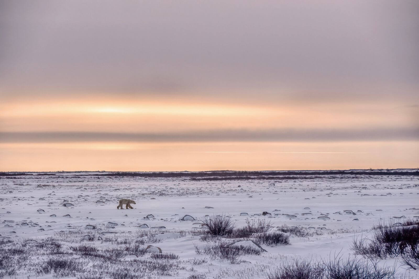 Arctique en mutation : l’invasion silencieuse des arbustes et ses conséquences climatiques