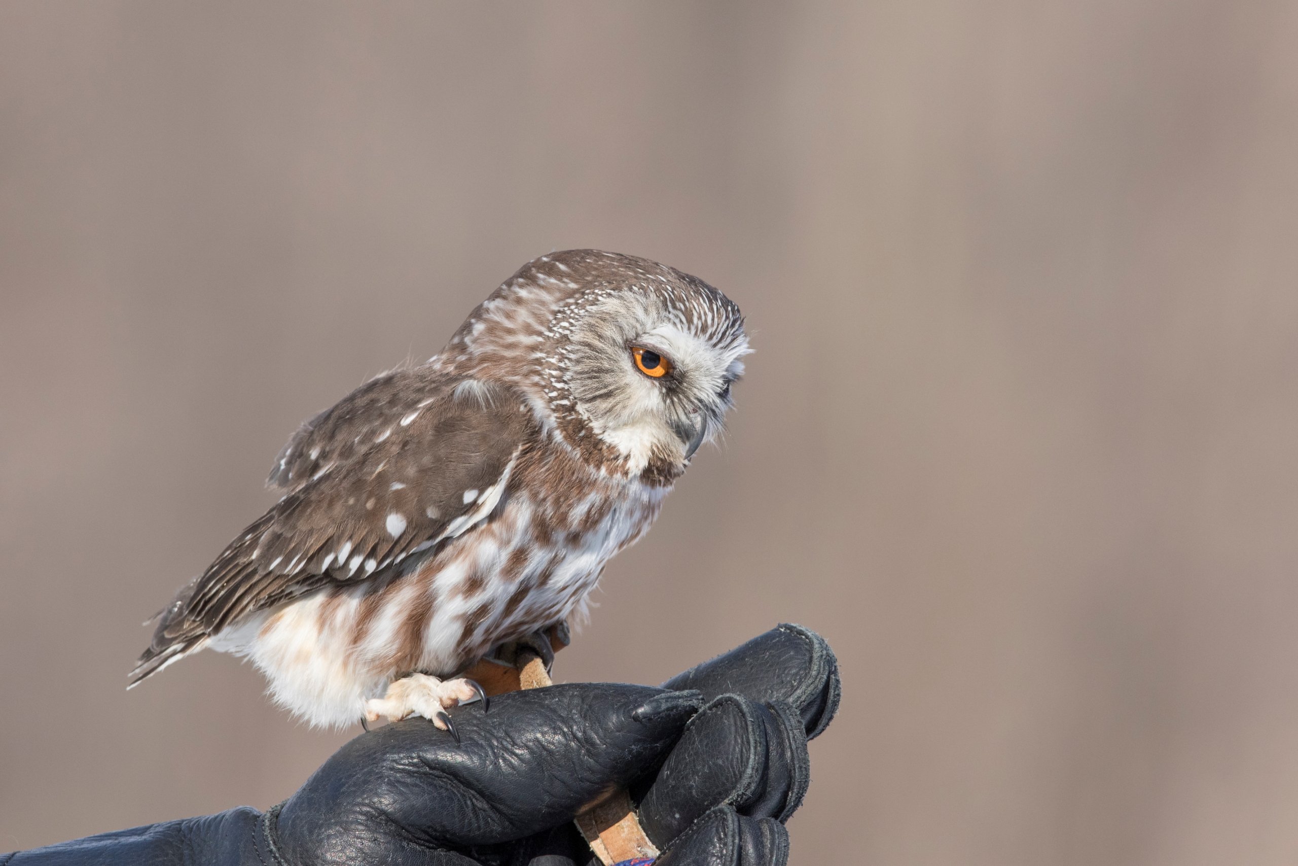 Aigle, faucon, chouette, hibou… les oiseaux de proie ont besoin de vous!
