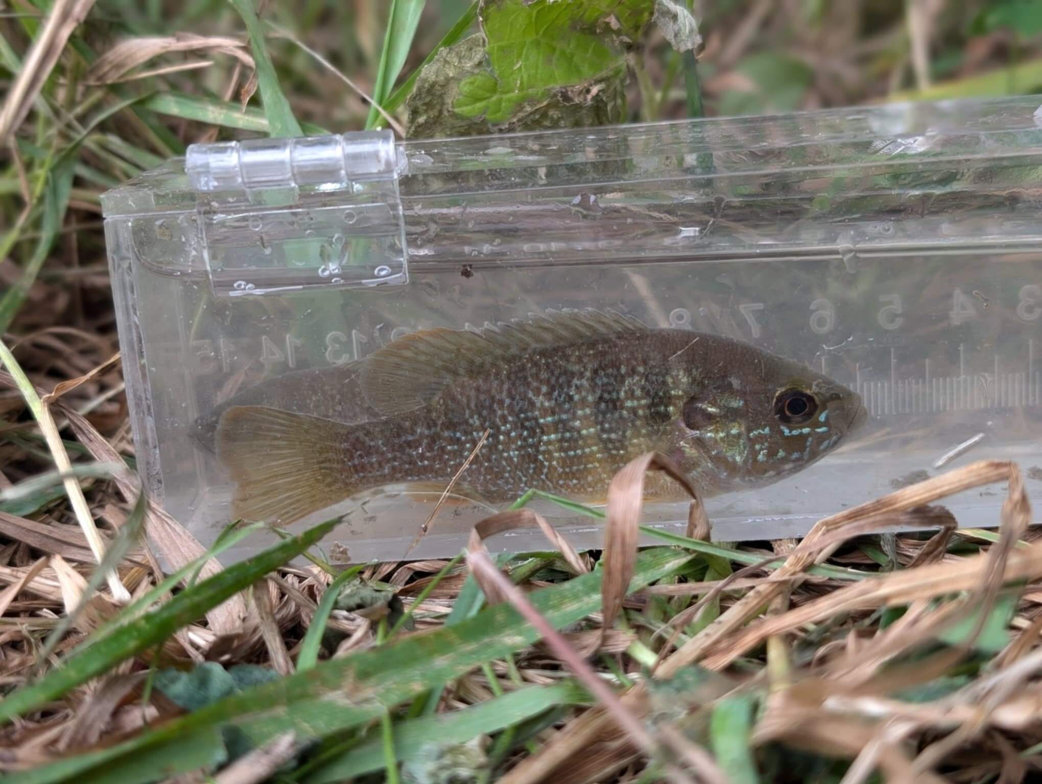 Crimes environnementaux au Québec : Un suspect invasif recherché