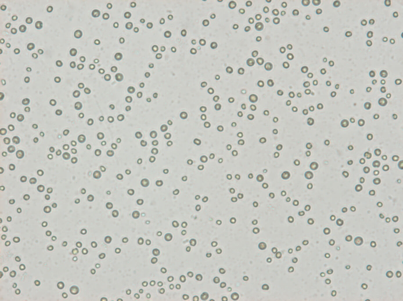 Microalgues : petites cellules, grands miracles